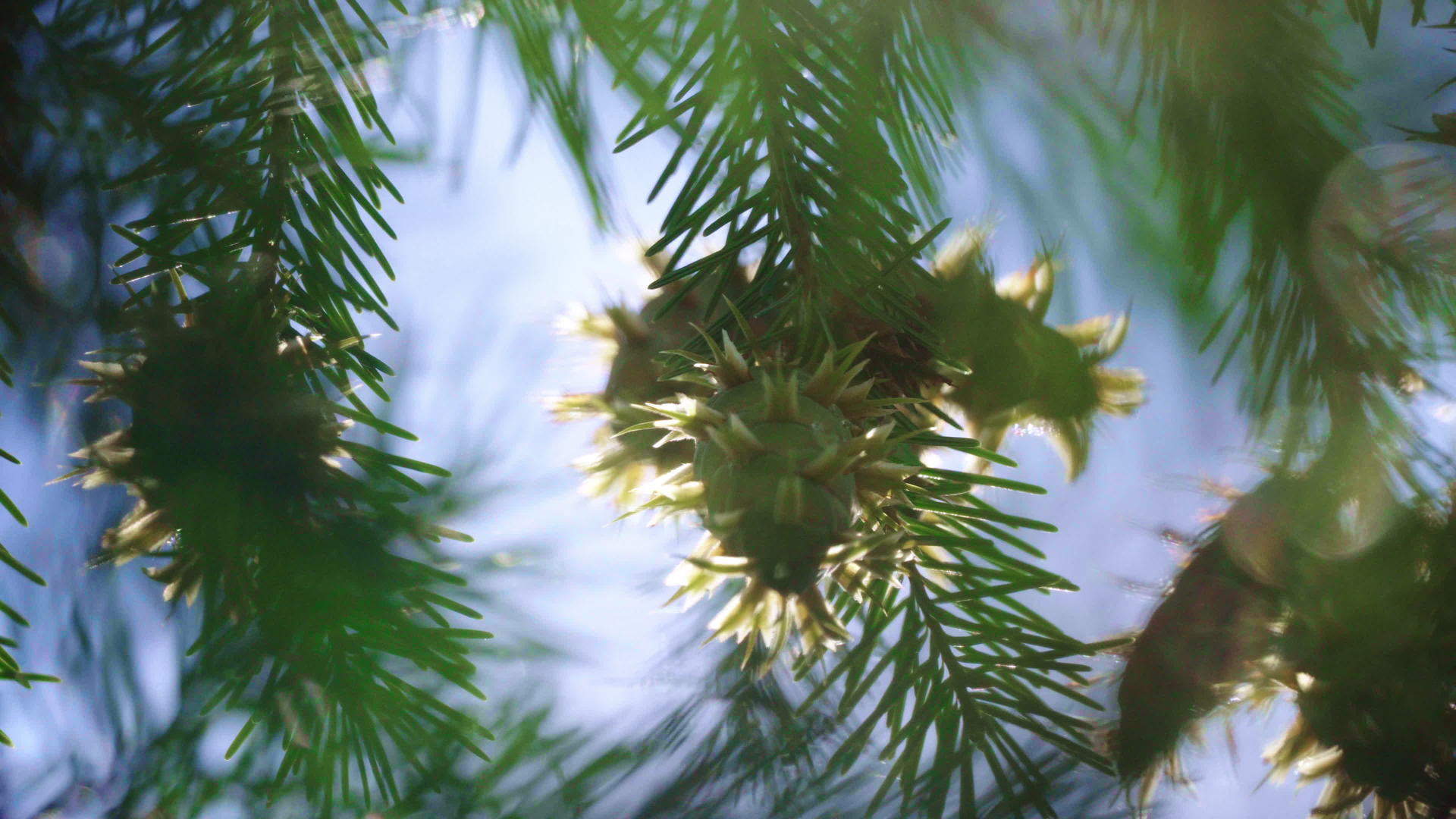 绿色圆锥体和蜂绿针生长在森林中视频的预览图