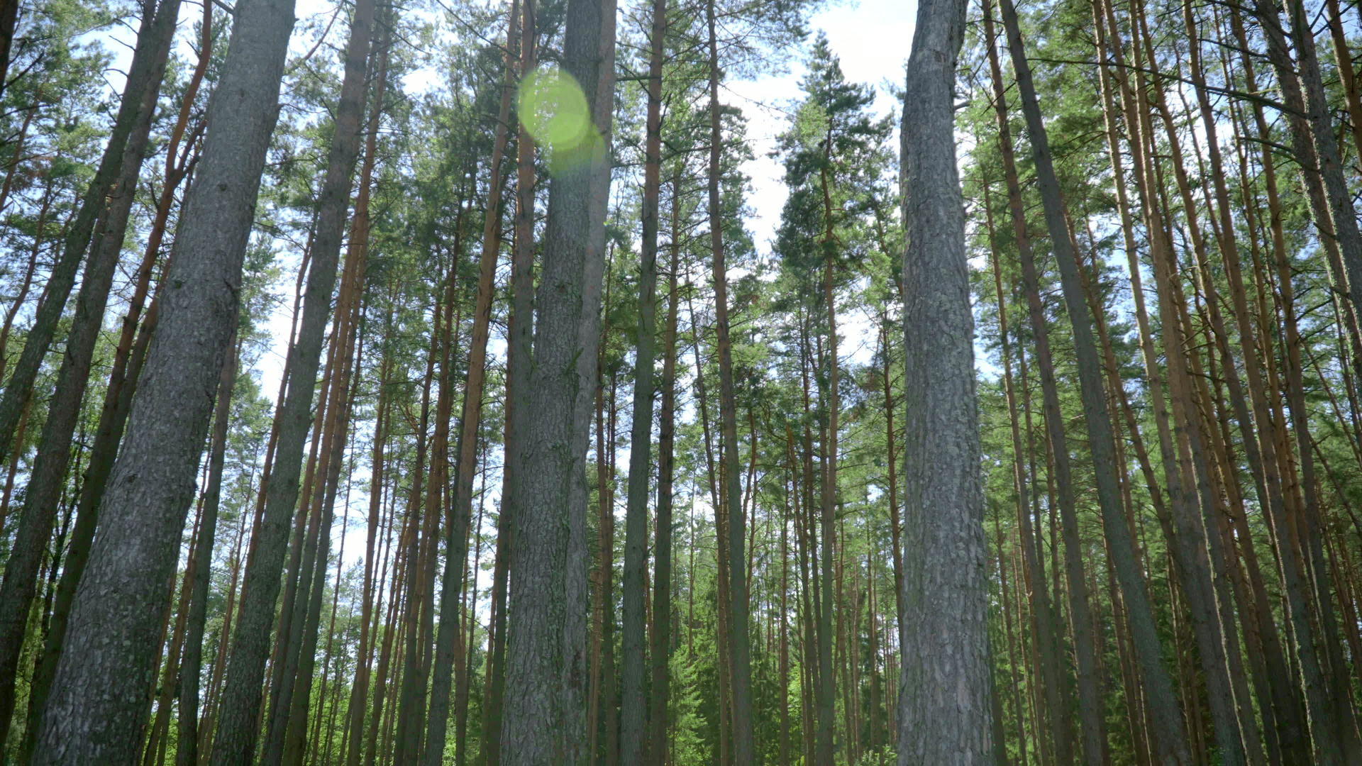 森立里面高大的树木视频的预览图