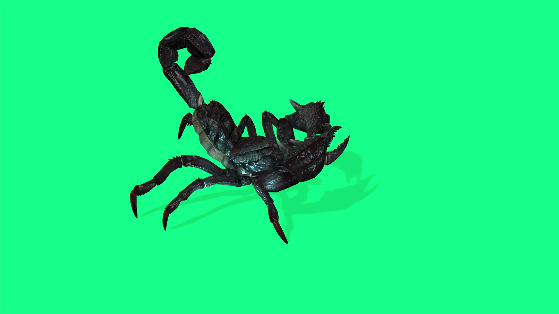 4k绿屏上的动画以攻击性的姿态在森林蝎子上视频的预览图