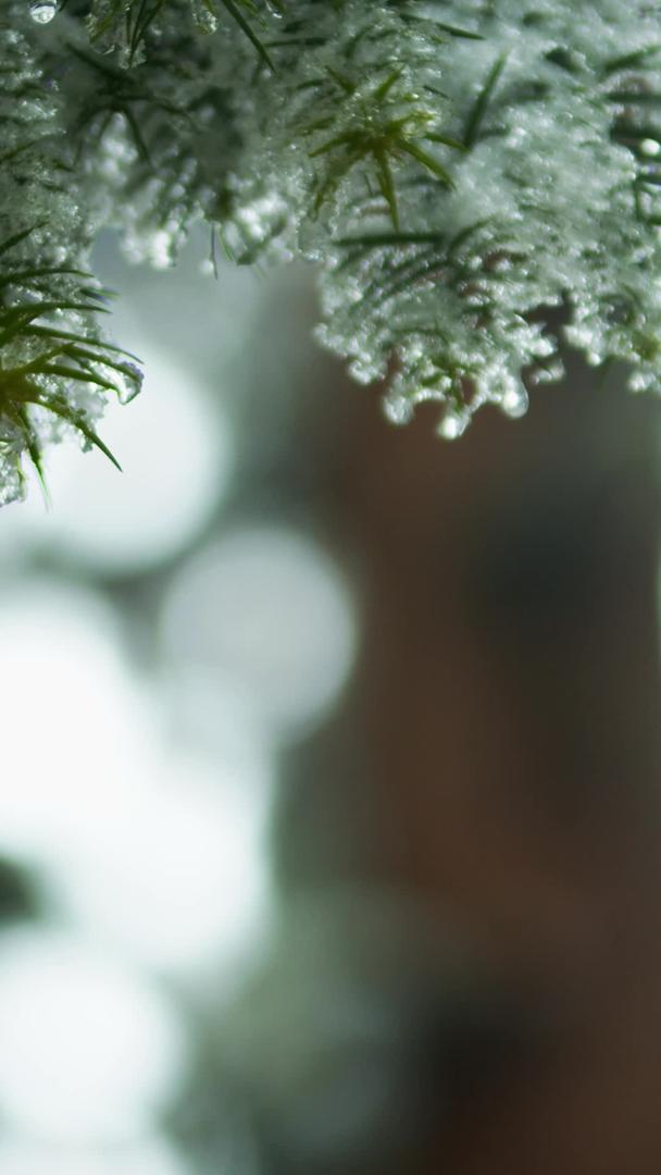 冬季唯美松枝上冰雪实拍素材视频的预览图