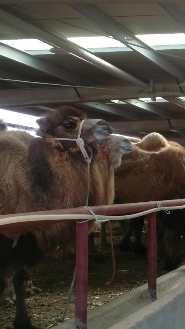大型骆驼养殖航拍视频的预览图