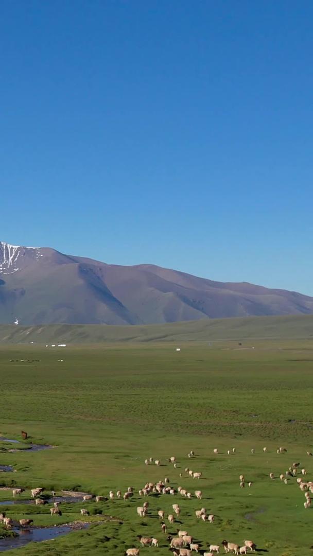 伊犁草原上壮观的羊群放牧视频视频的预览图