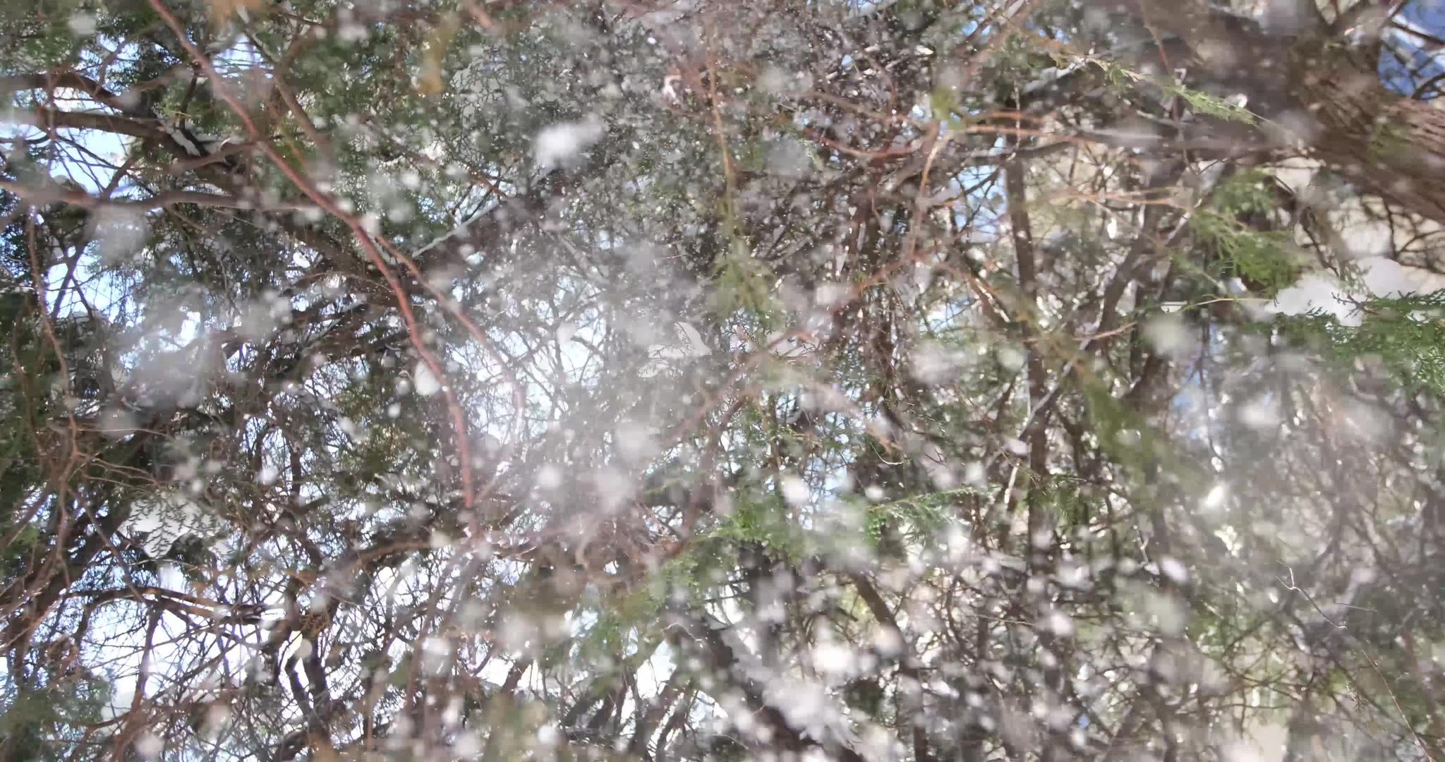 雪落在散落着温暖阳光的树上视频的预览图