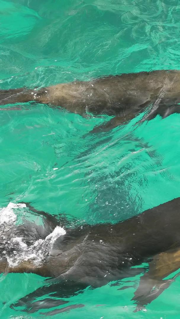 老虎滩海洋公园海豹游行视频的预览图