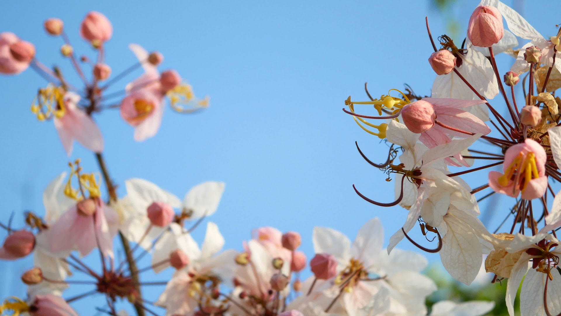 4k春风吹出美丽的花粉红色的花视频的预览图
