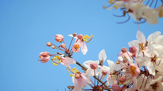 春风吹出美丽的粉色花朵视频的预览图