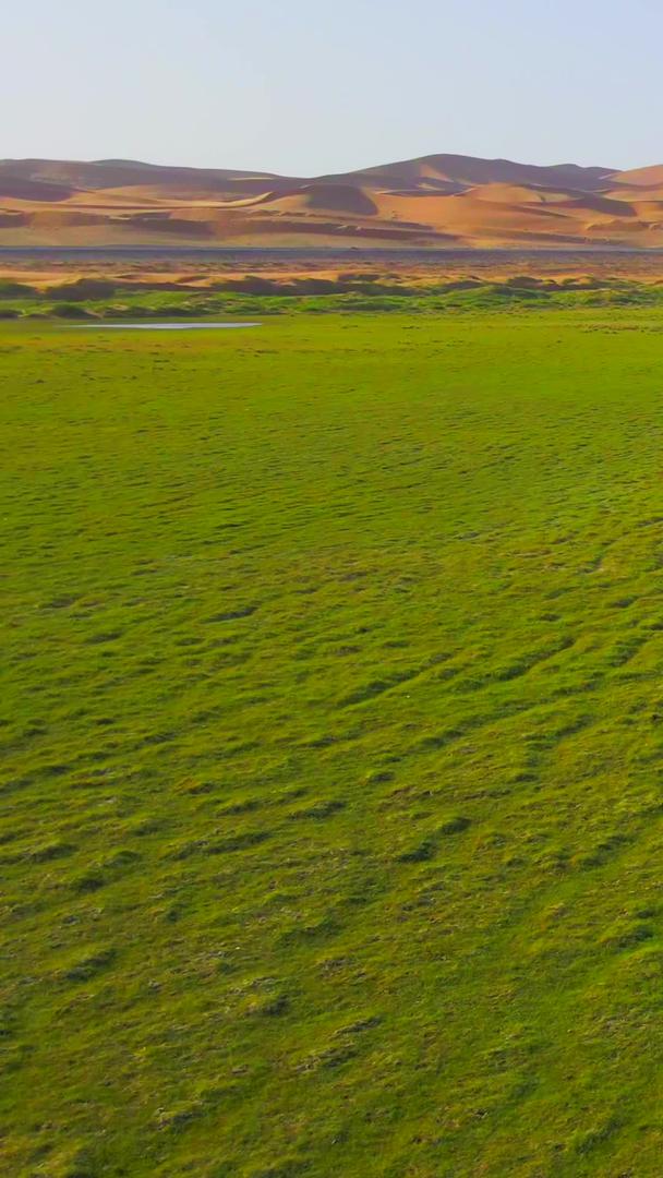 腾格里沙漠绿洲羊群航拍视频的预览图