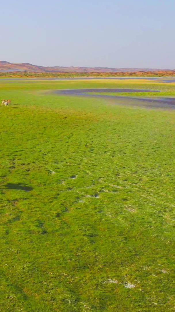 腾格里沙漠绿洲羊群航拍视频的预览图