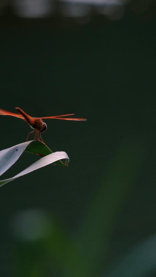 夏季荷塘停在叶子上休息的蜻蜓飞走回来视频的预览图