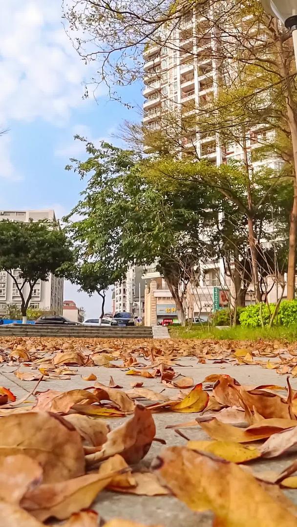 城市草地落叶树木森林树木视频的预览图