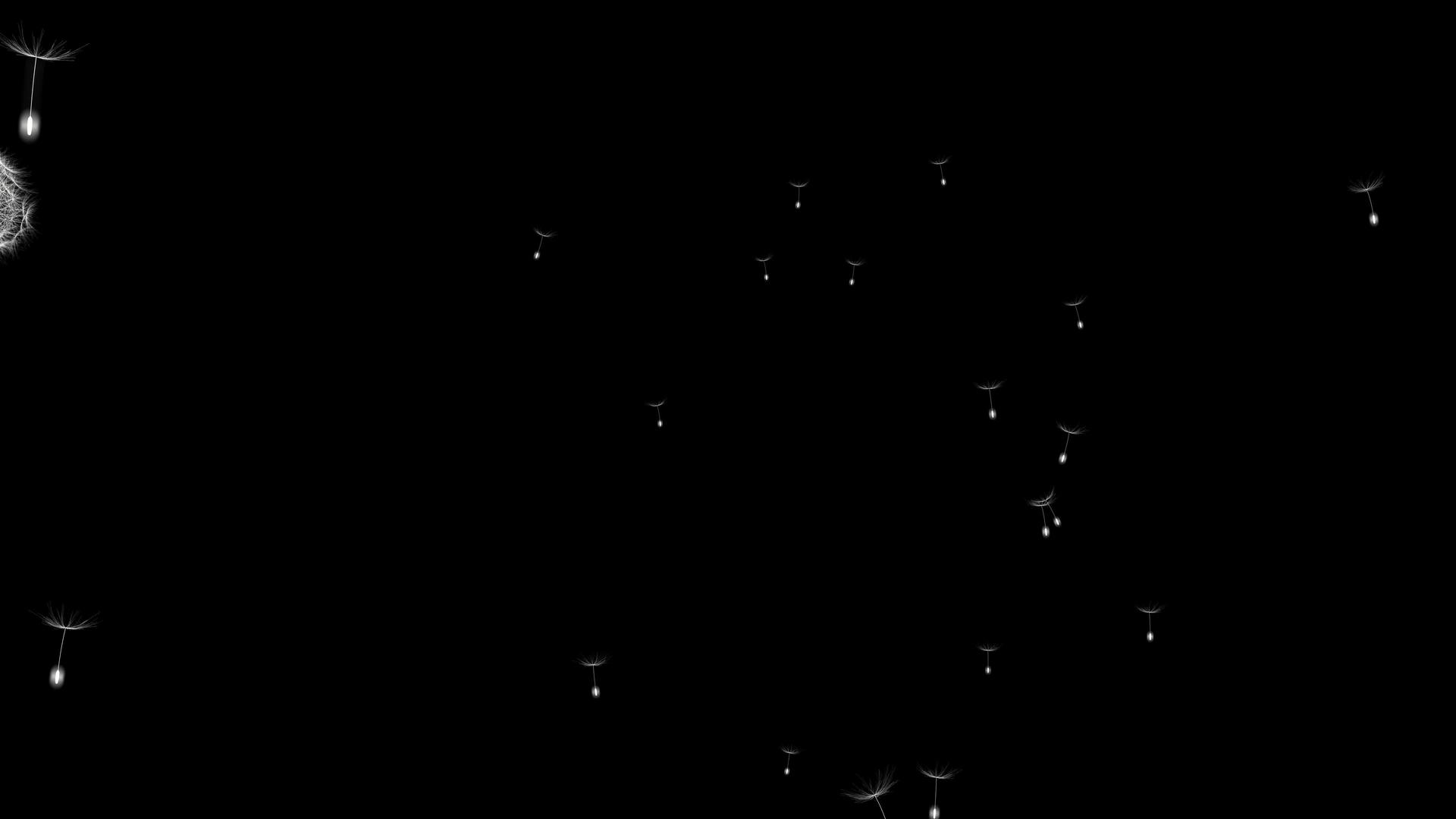 蒲公英种子视频的预览图