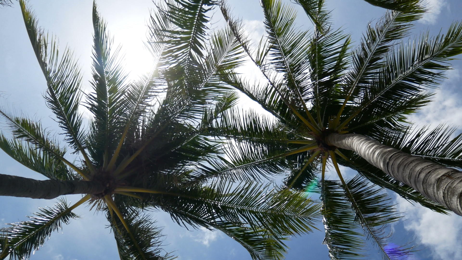 椰子棕榈叶视频的预览图