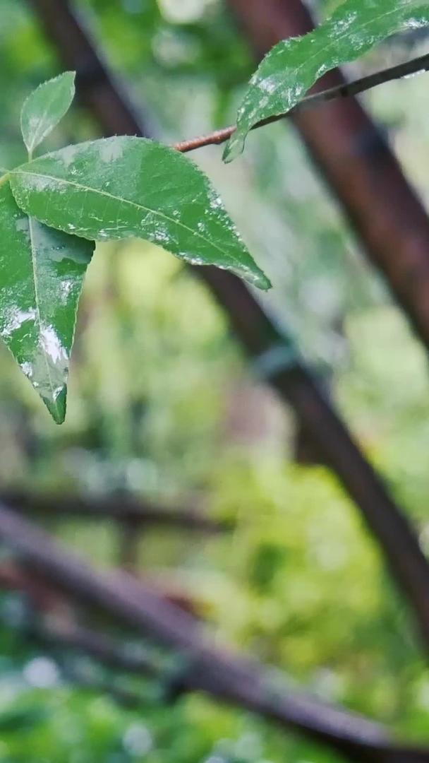 夏季雨季雨季实拍视频的预览图