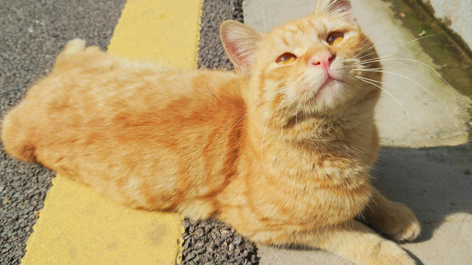 城市街头交通人行道上的宠物猫咪4k素材视频的预览图