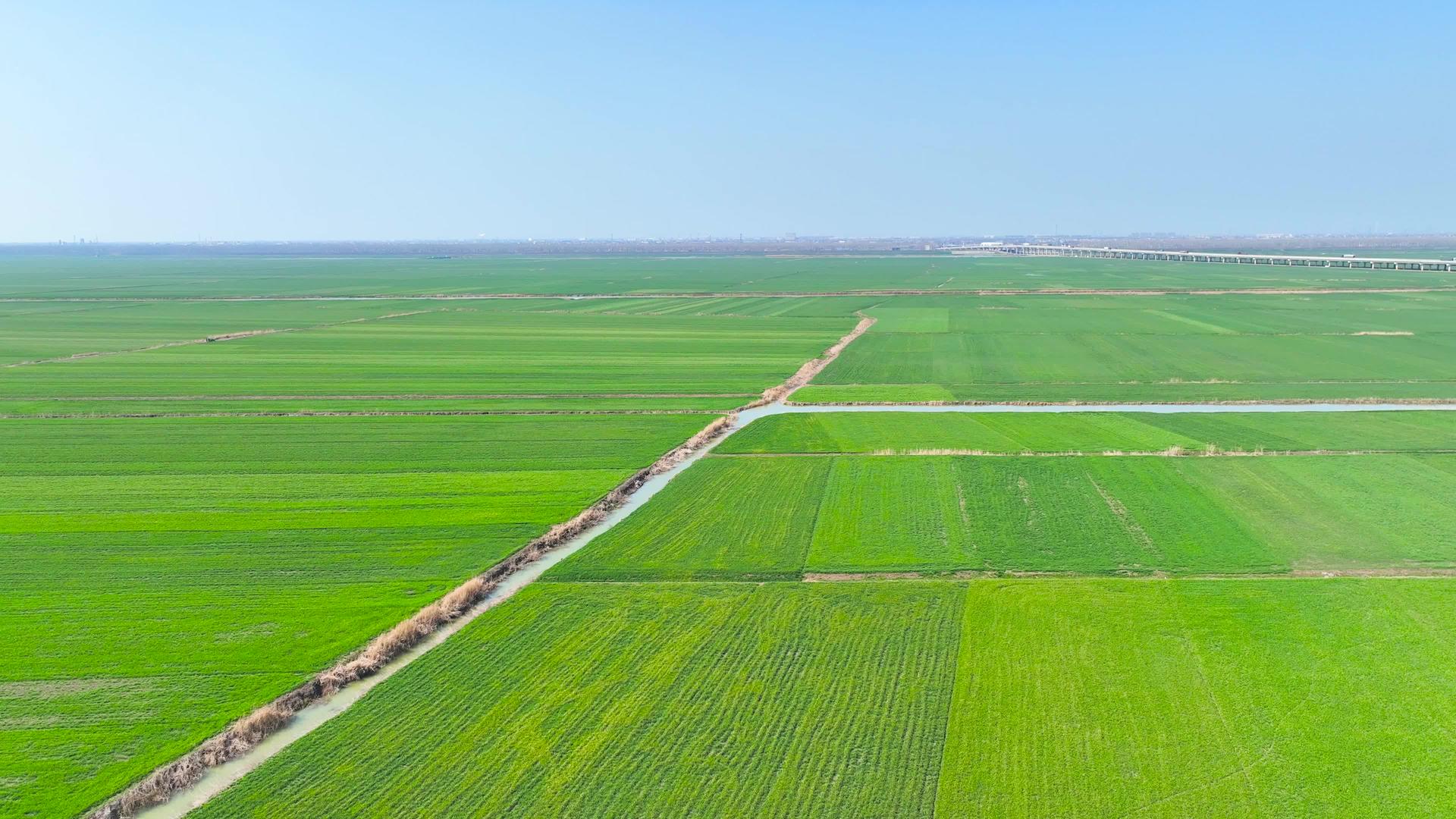 绿色麦田乡村农业农田4K航拍视频的预览图