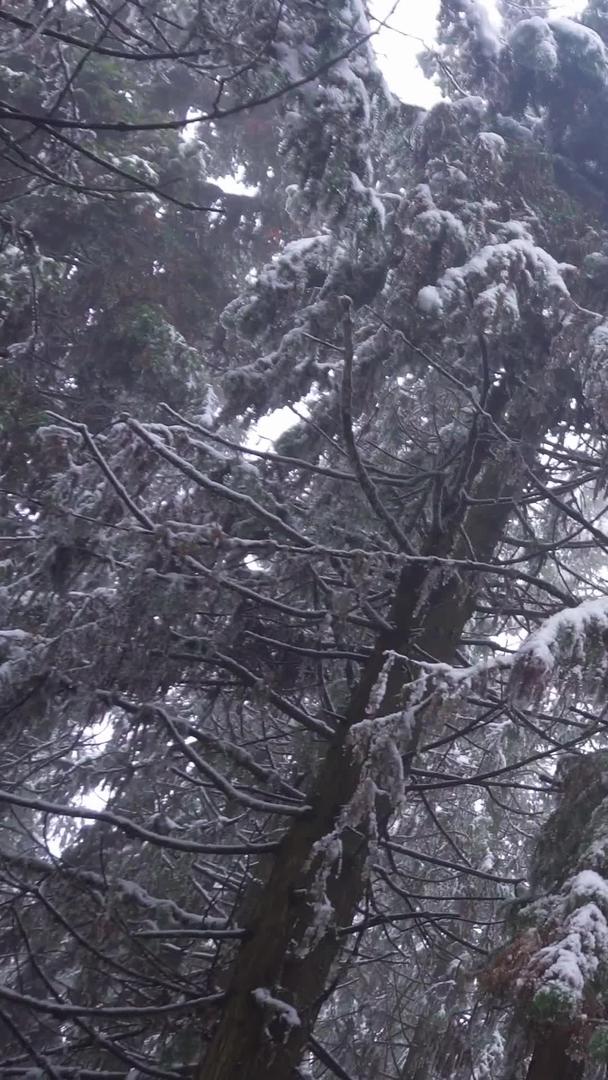 森林中树木上的雪景视频素材视频的预览图