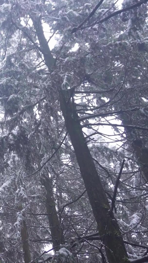 森林中树木上的雪景视频素材视频的预览图