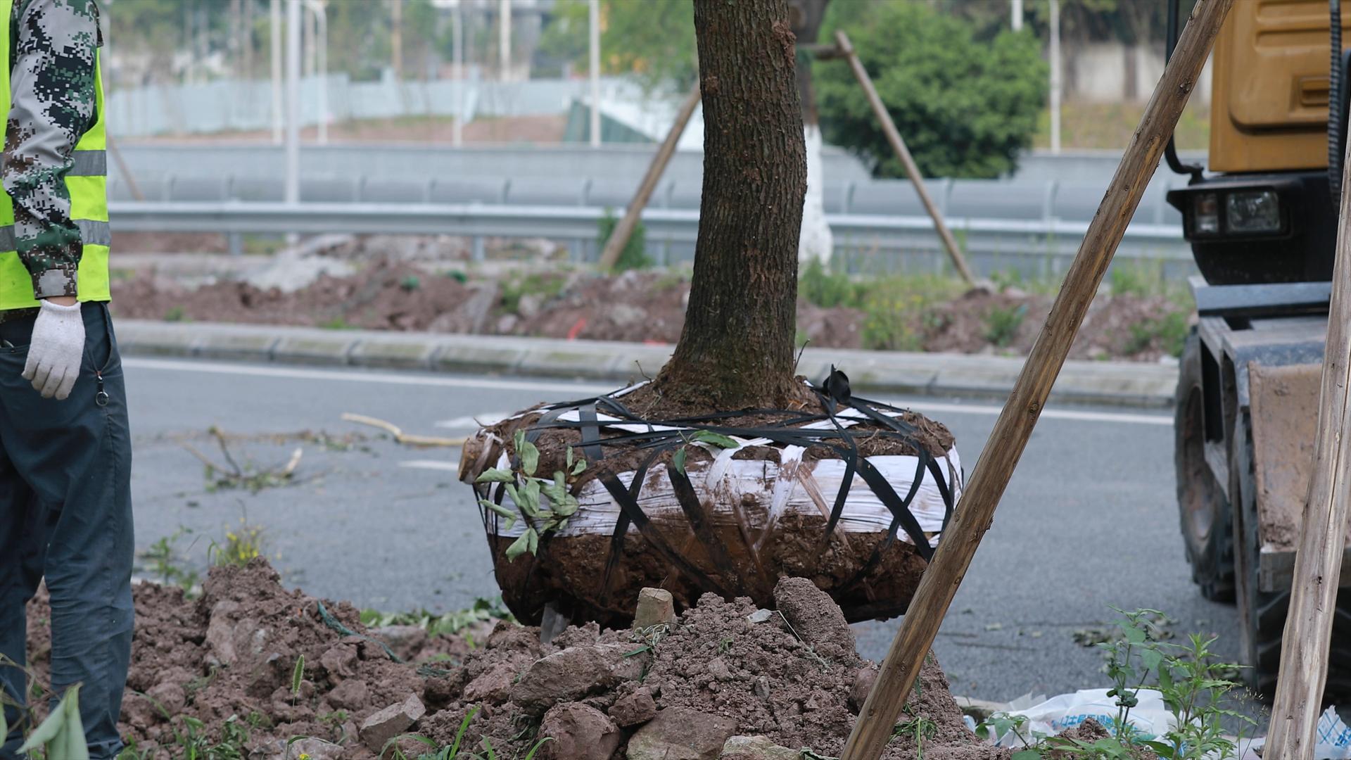 实拍城市道路绿化种树素材视频的预览图