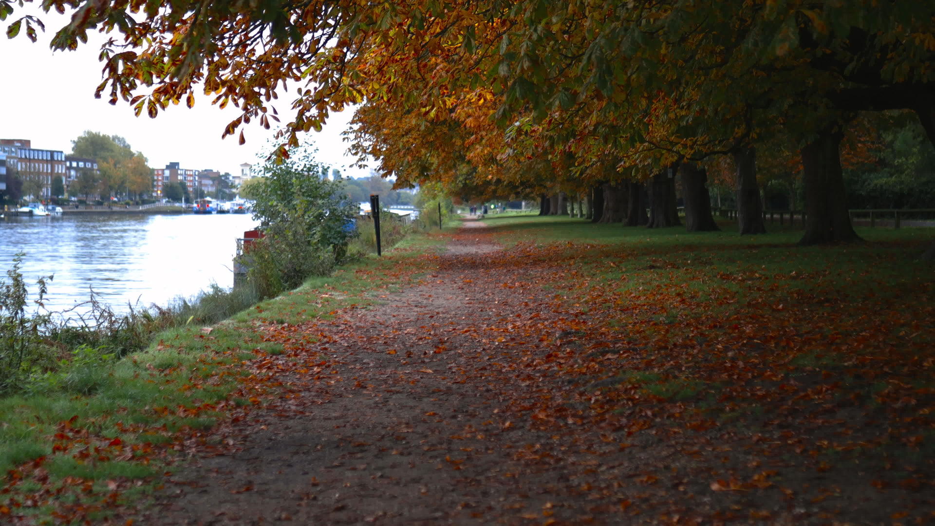 秋树下的一条路和河边的一条路视频的预览图