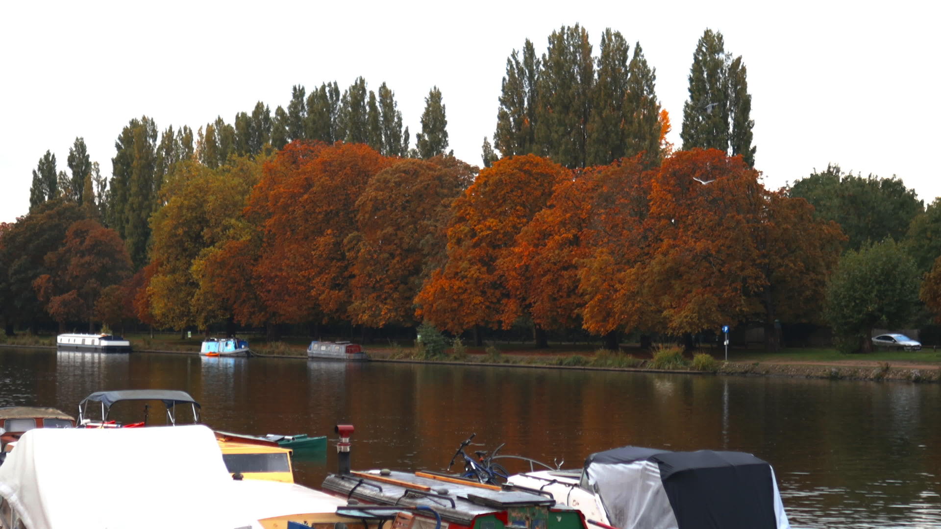 河边的船和另一边的秋树的风景视频的预览图