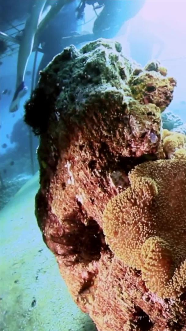 水下世界的珊瑚礁视频的预览图