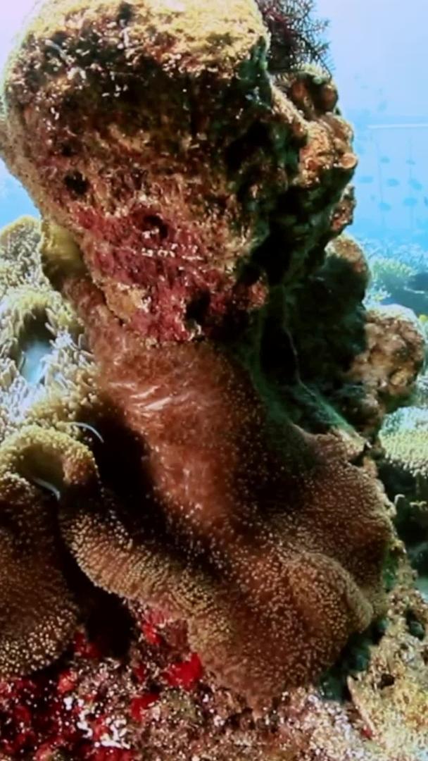 水下世界的珊瑚礁视频的预览图