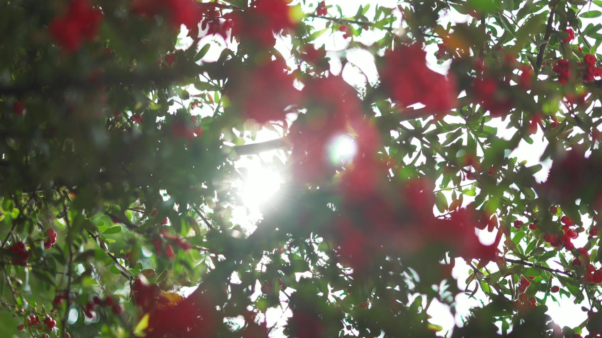小桃果挂在树枝上有模糊的叶子作为背景视频的预览图