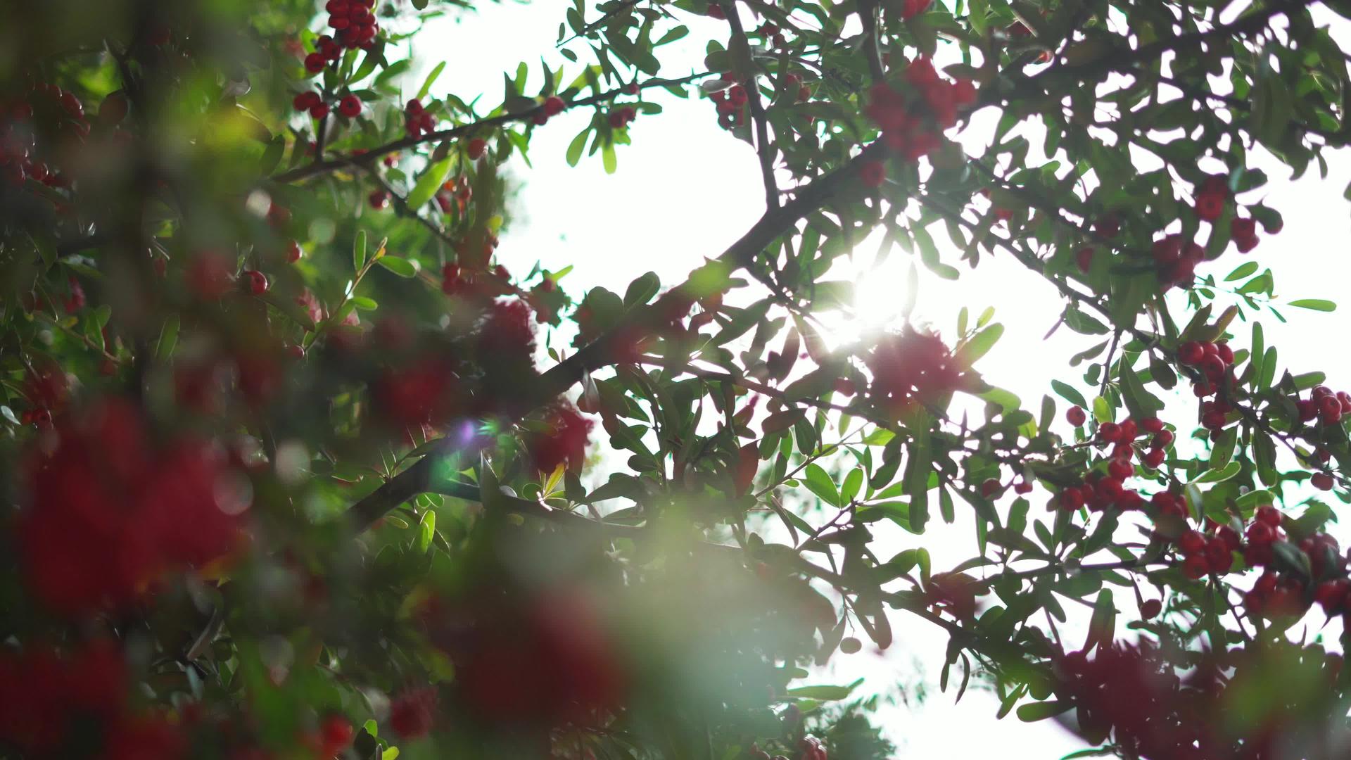 小桃果挂在树枝上有模糊的叶子作为背景视频的预览图