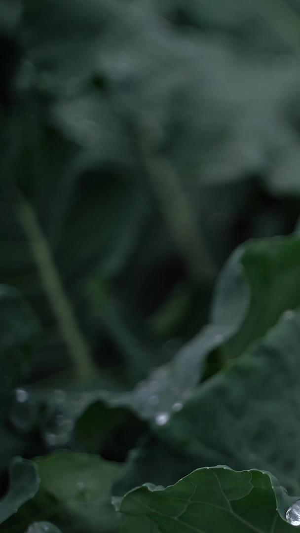 实拍春雨农作物微距实拍视频的预览图