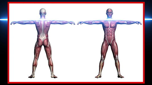 人体解剖扫描用3D软件制造的肌肉视频的预览图