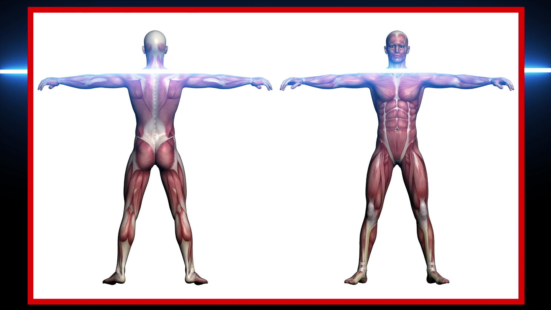 人体解剖扫描肌肉视频的预览图