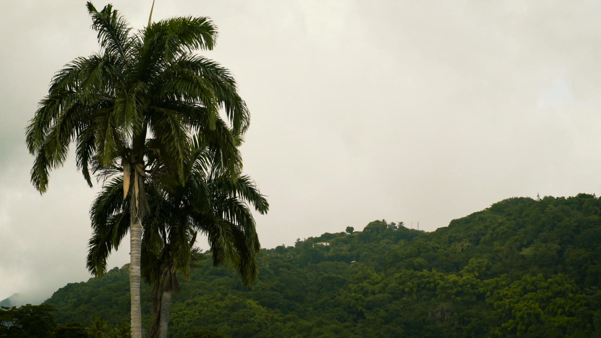 热带岛屿上的棕榈树视频的预览图