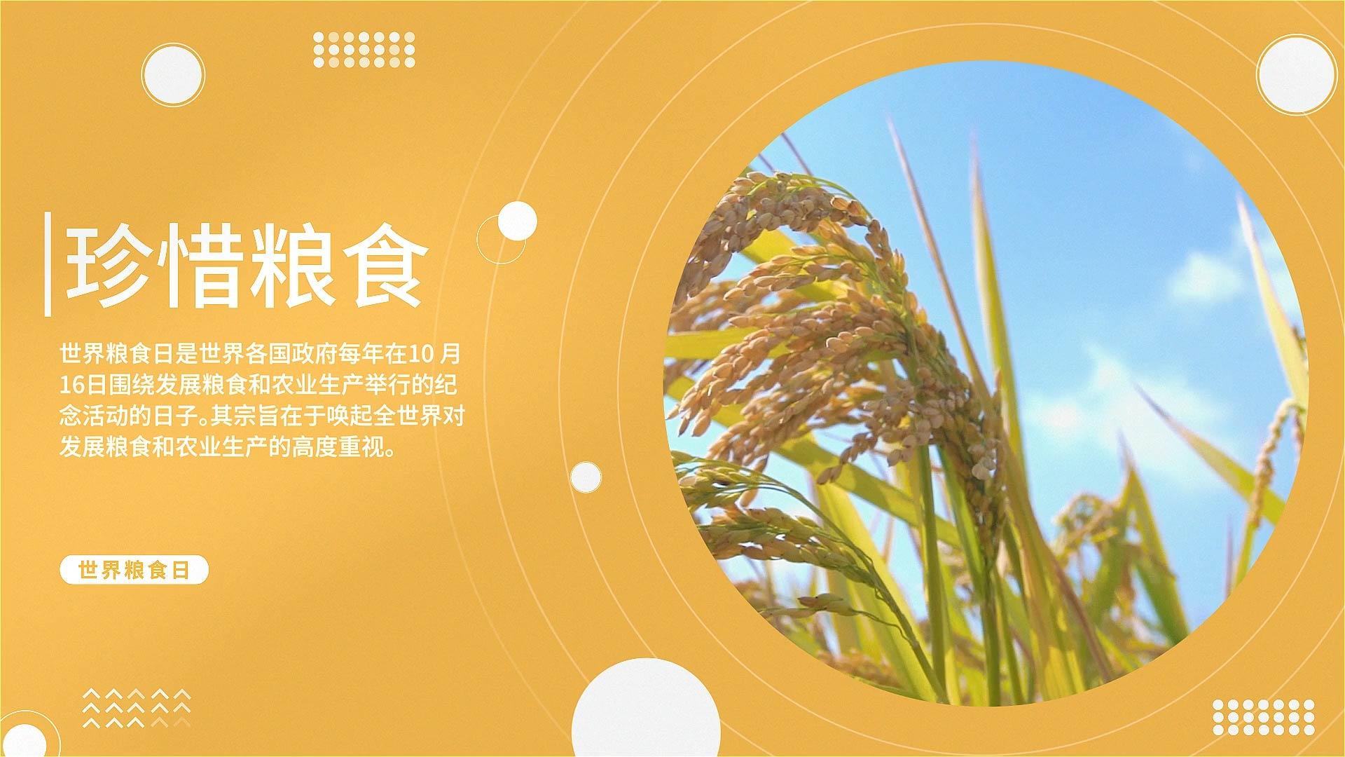 AE模版世界粮食日图文AE视频的预览图