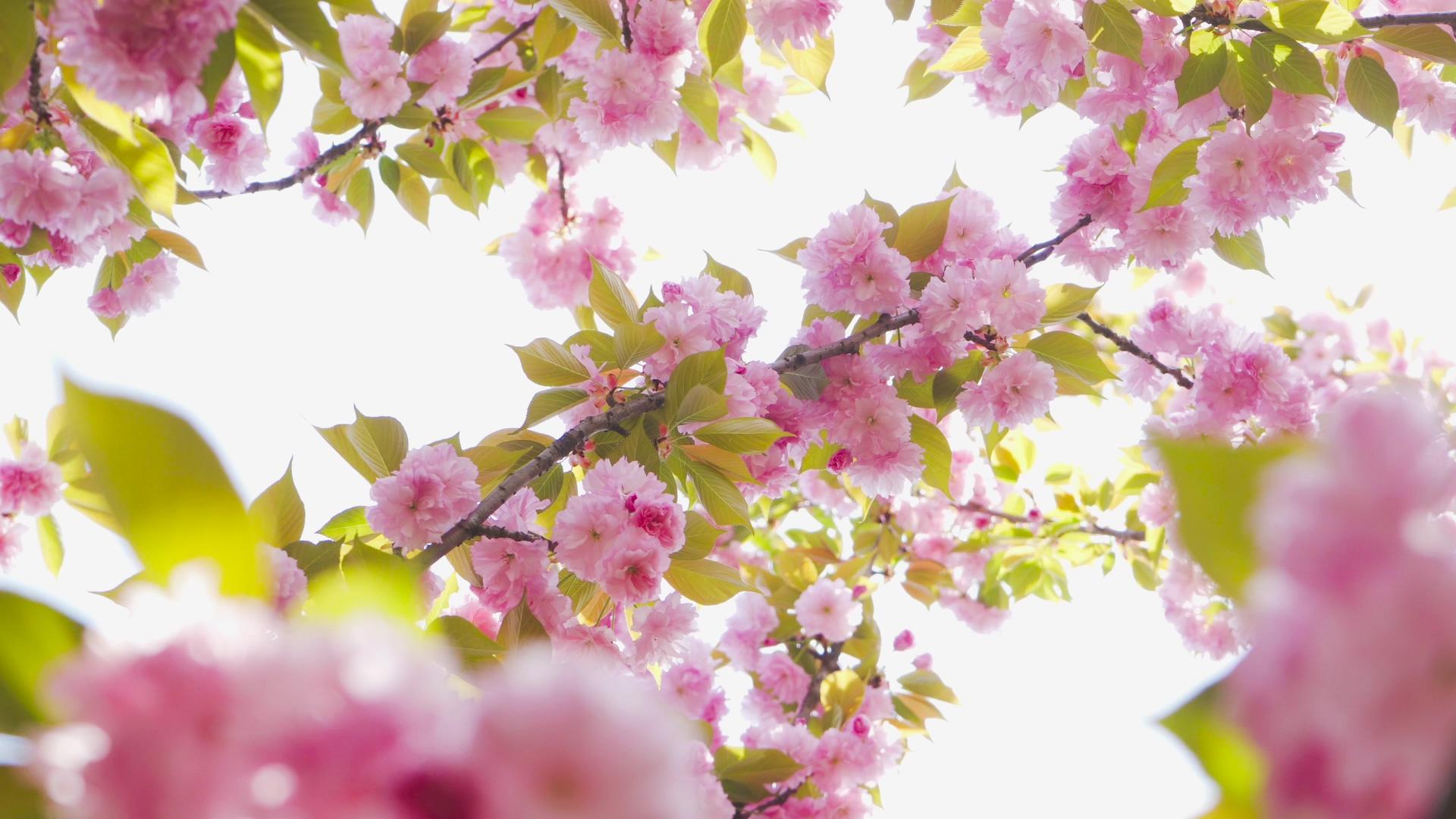 美丽的樱花粉色樱花4K实拍视频的预览图