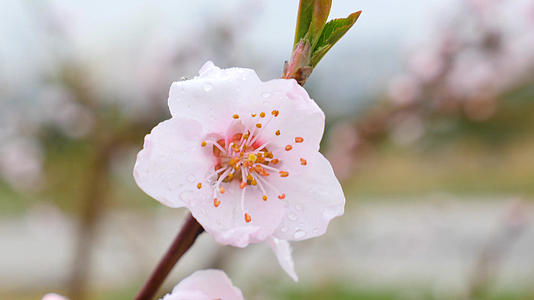 4K青岛麦岛雨中樱花开视频的预览图