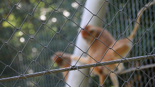 在动物园的网里逗猴子视频的预览图