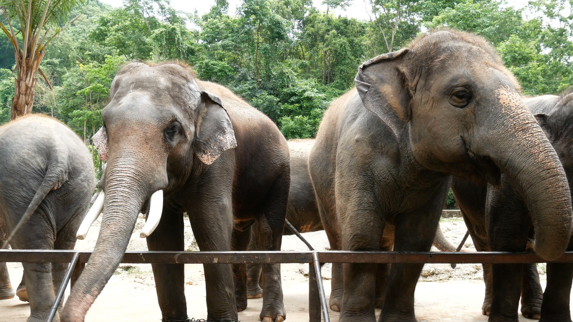 动物园里有一群亚洲大象视频的预览图
