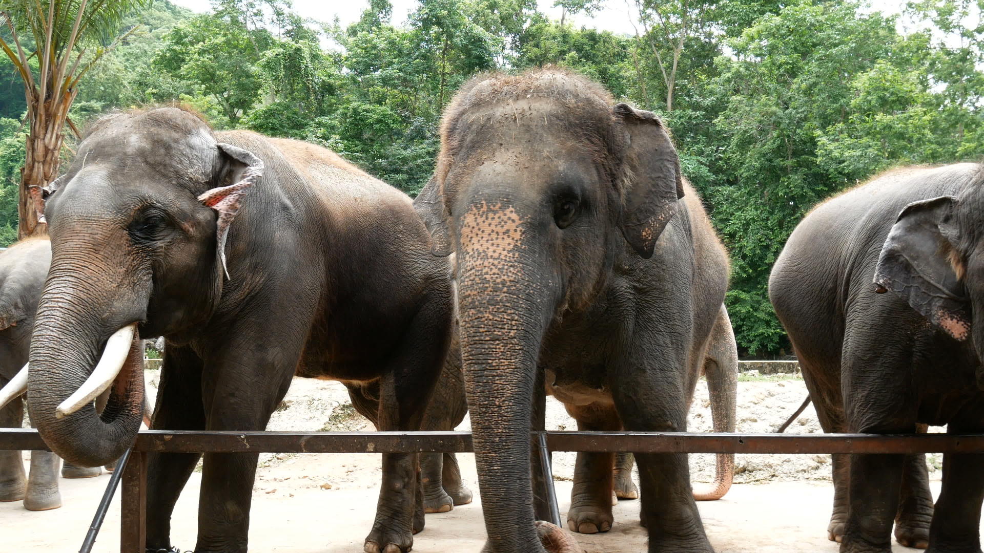 动物园里的一群亚洲大象视频的预览图