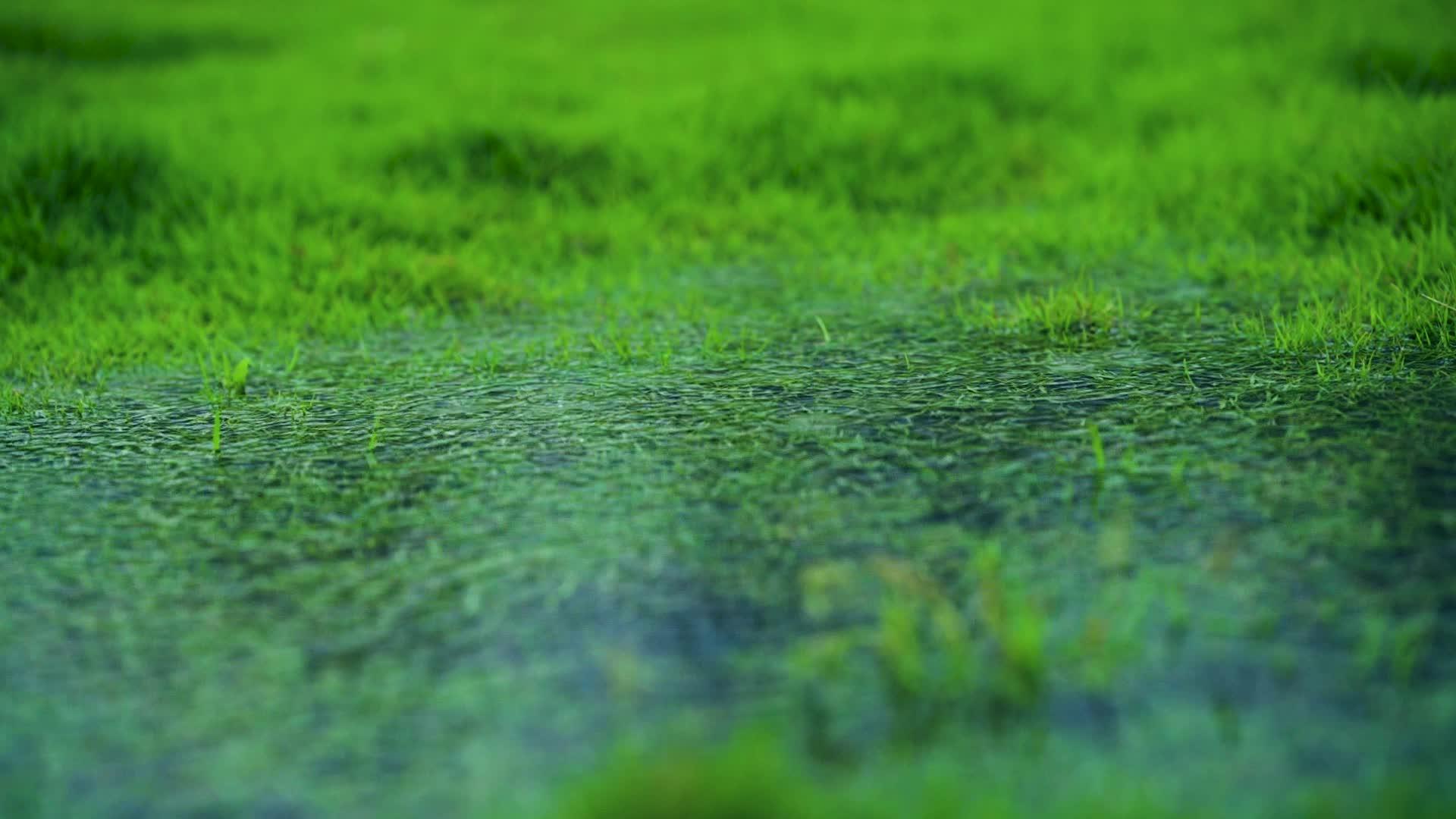 初夏高清雨水滴水滴水视频的预览图