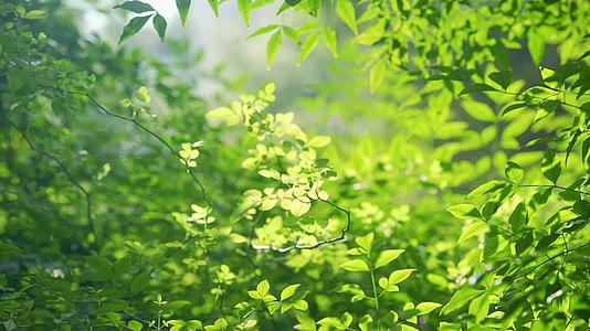 美丽的春日绿植阳光意境4k视频的预览图