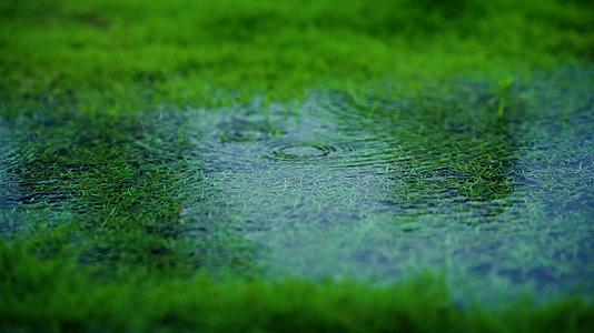 高清初夏春雨水滴涟漪空镜视频的预览图