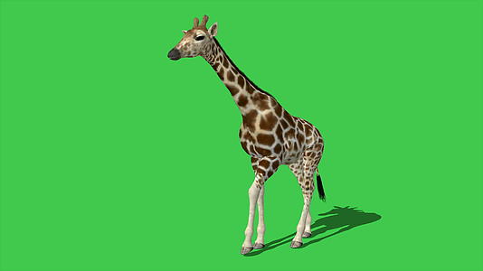 4k动画长颈鹿在绿屏上行走视频的预览图