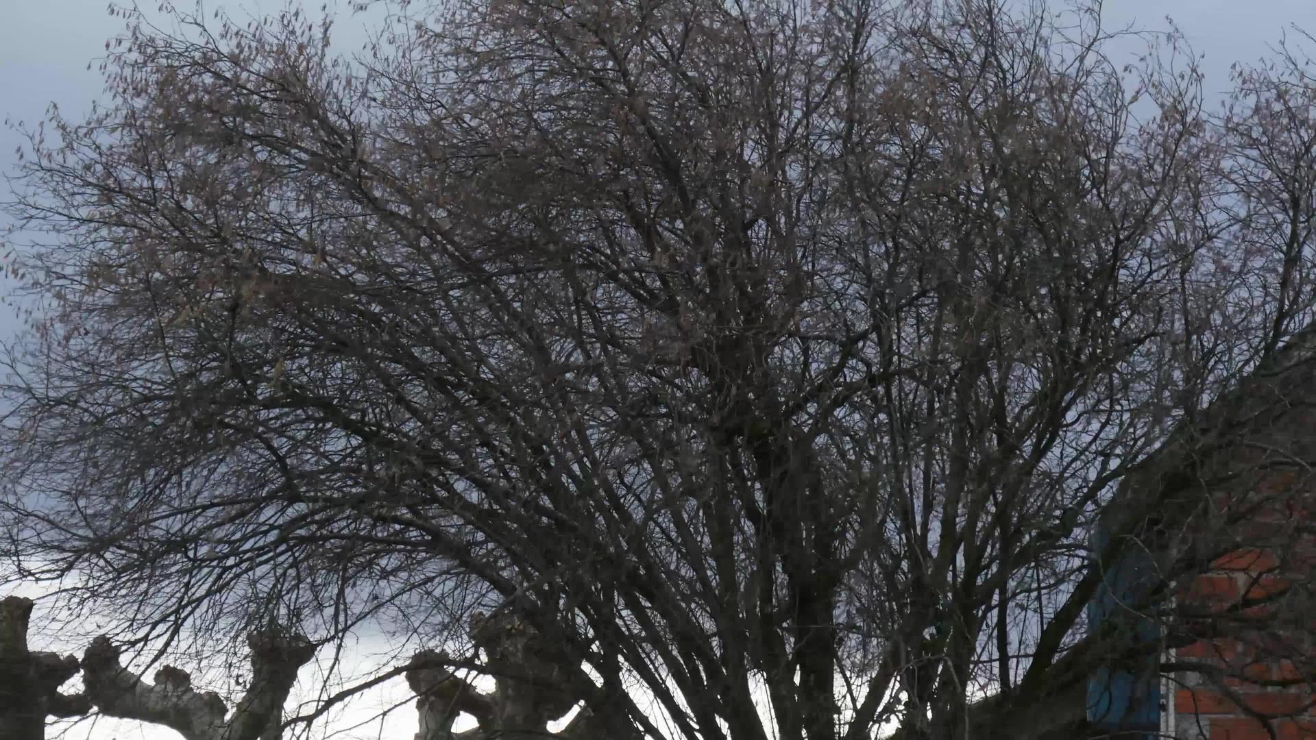 风吹在树上视频的预览图