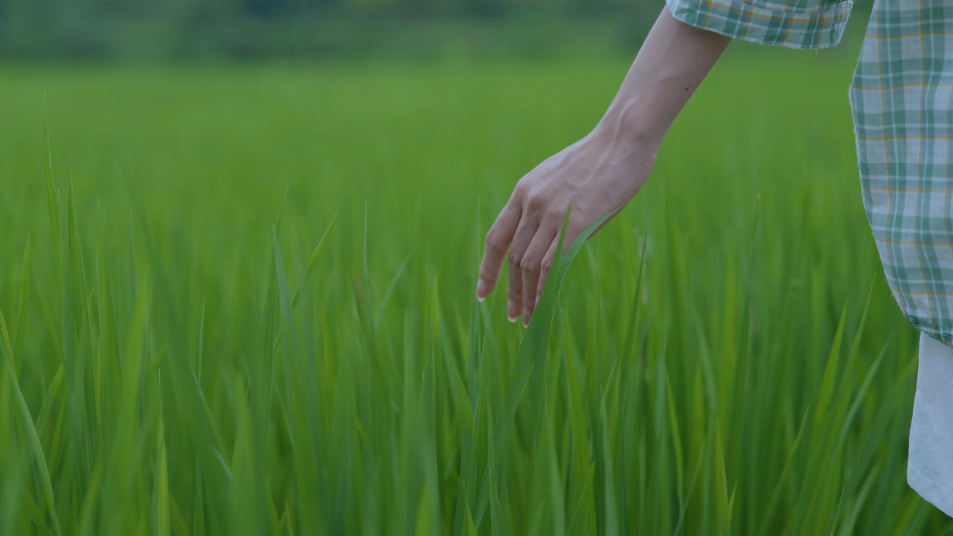 年轻女孩拂过稻田水稻绿绪唯美视频的预览图
