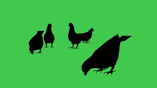 3d鸽子动画在绿屏上分别食用视频的预览图