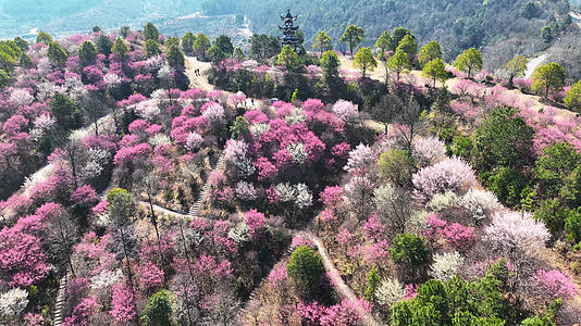 春季武汉旅游木兰花谷春季盛开的红梅花4k素材视频的预览图