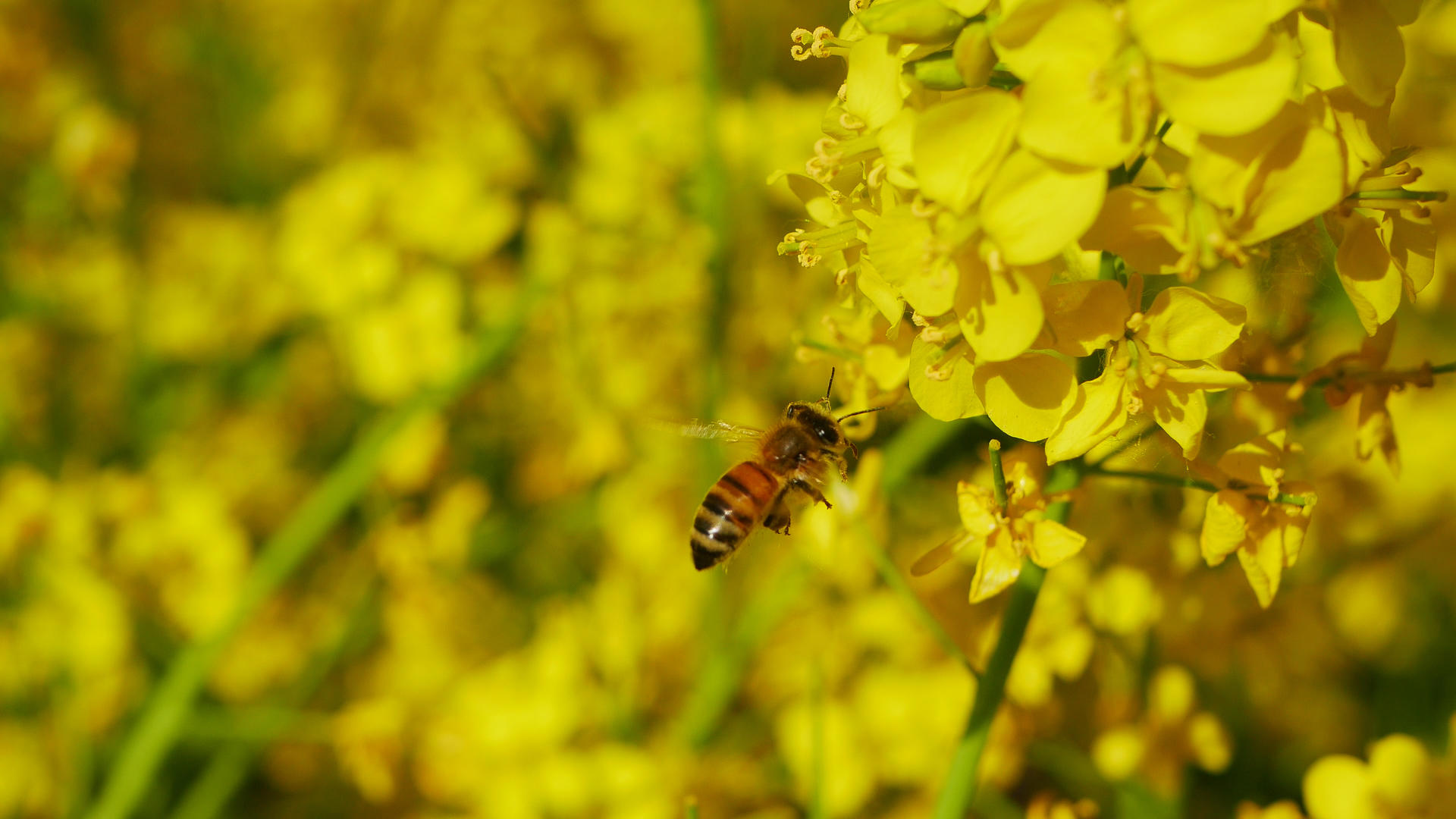 油菜花田中的蜜蜂视频的预览图