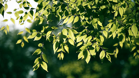 4K升格夏天树木树叶光影唯美逆光视频视频的预览图