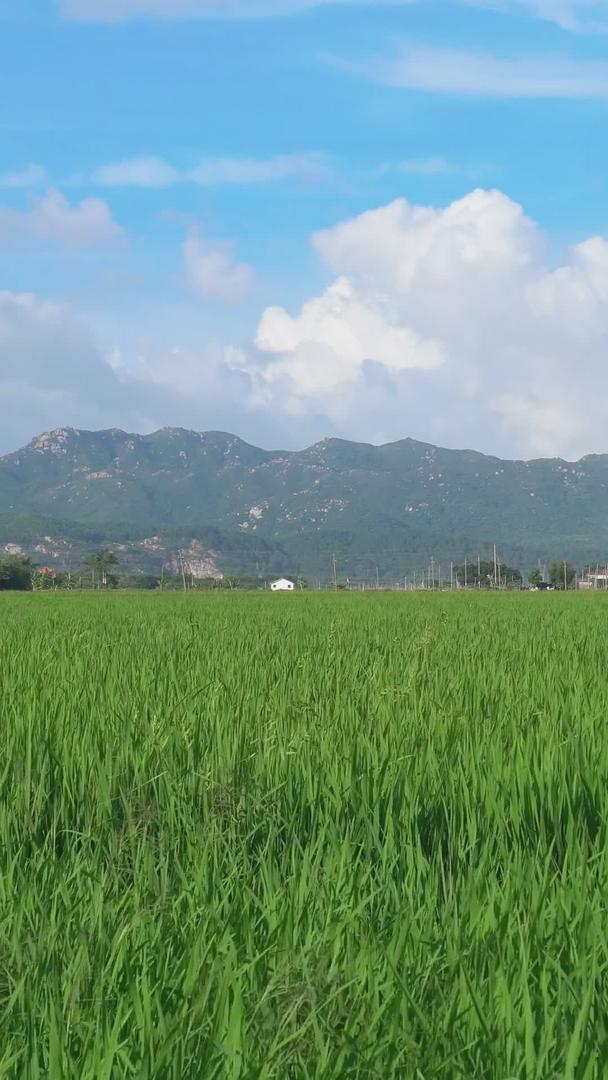 夏天绿油油的农田全景风景视频的预览图