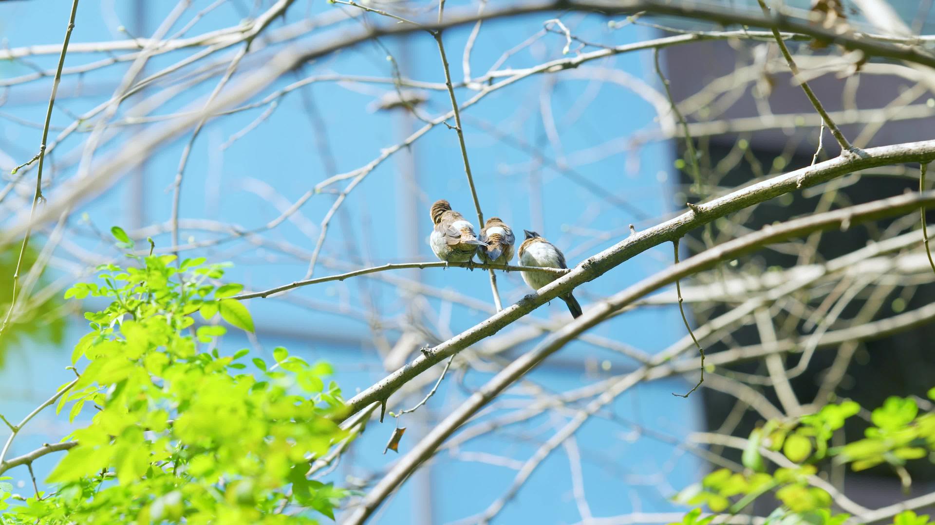4k实拍唯美春日枝头的小鸟空镜头视频的预览图